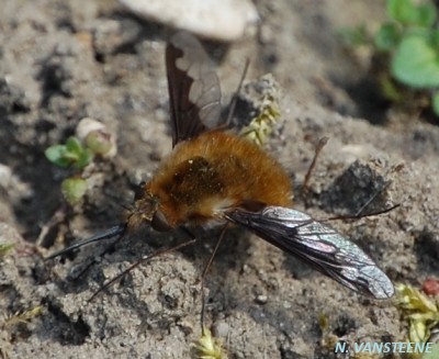 Bombylius major